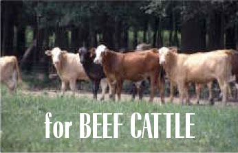 For Beef Cattle