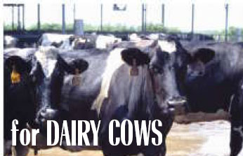 For Dairy Cows